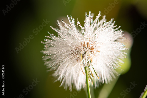 Dandelion with dew droplets seen through a macro lens  selective focus.