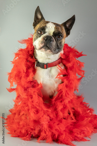 Funny Boston terrier in a red boa dressed for carnival on a gray background
