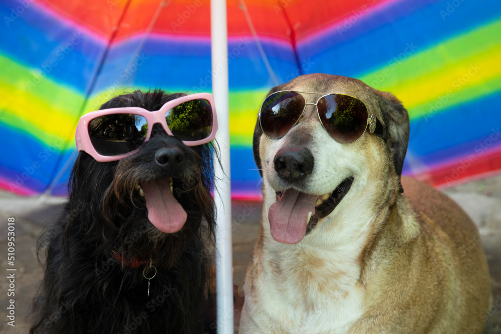 Black dog sunglasses cheap