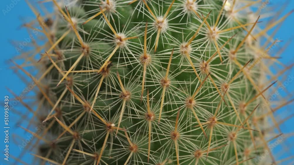 Fairy Castle Cactus Plant Revolving Around Itself On The Blue Screen Background
Fairy Castle Cactus Plant Revolving Around Itself On The Blue Screen Background