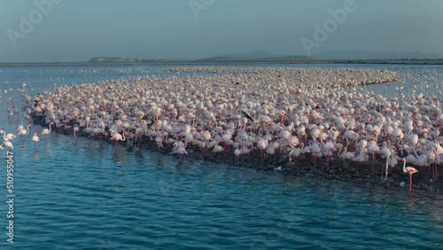 A large colony of flamingos are together in mating season in Aegean coast, Turkey.
