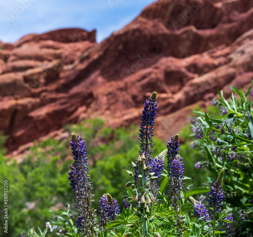 Purple Flowers