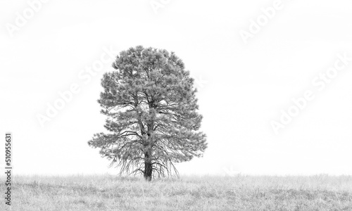 Single Tree