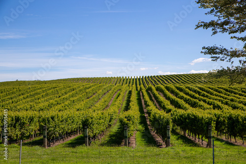 Trained grapevines growing in long neat rows over the contouring landscape in Marlborough, New Zealand