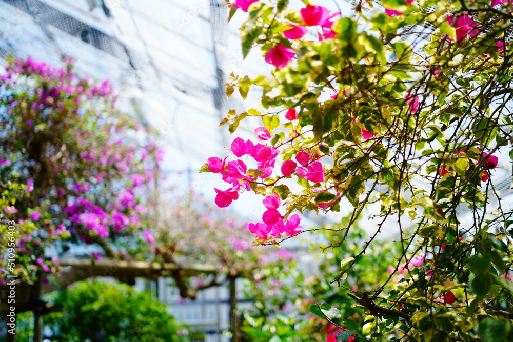 Fototapeta premium 温室で育つ植物と花