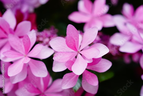 6月の箱根に咲くカラフルなあじさい © rika_portrait