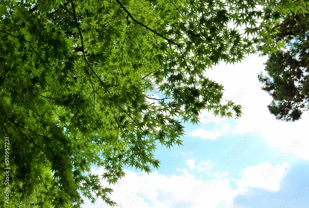 Fototapeta premium 爽やかな初夏の空 癒しの新緑アオモミジ 風景