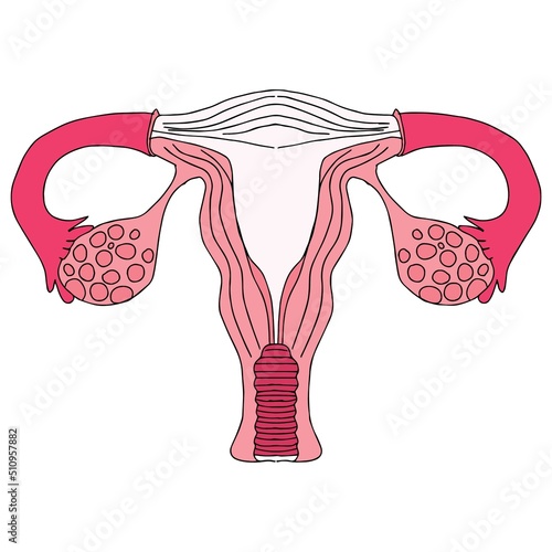 Hand drawn organ of the uterus with flowers, feminism, female nature