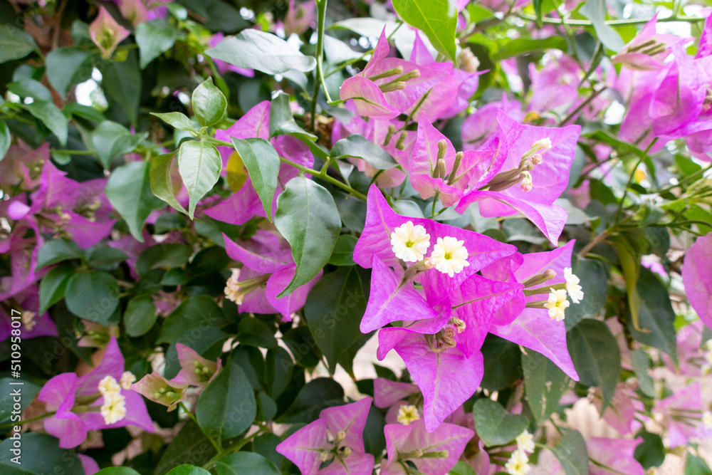 Naklejka premium 緑と紫と白い花 ブーゲンビリア