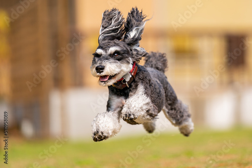 走る犬