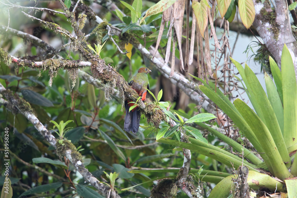 Golden-headed quetzal (Pharomachrus auriceps) in Ecuador Golden-headed quetzal (Pharomachrus auriceps) in Ecuador