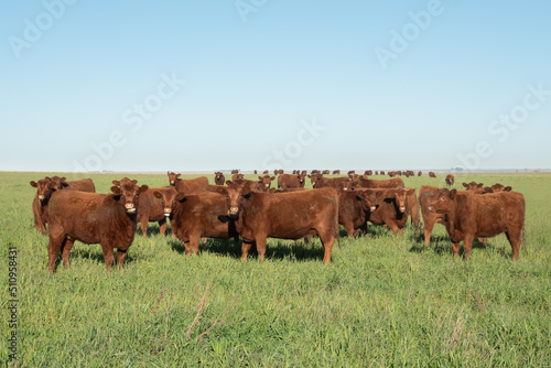 Group of young brown cows in the meadow