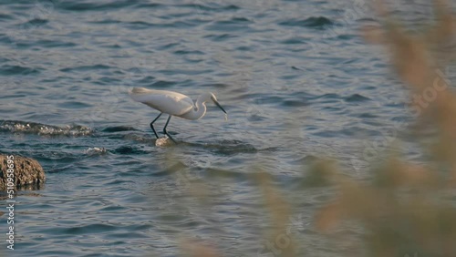 An egret bird is cathing a tiny fish in waterside, Turkey. photo