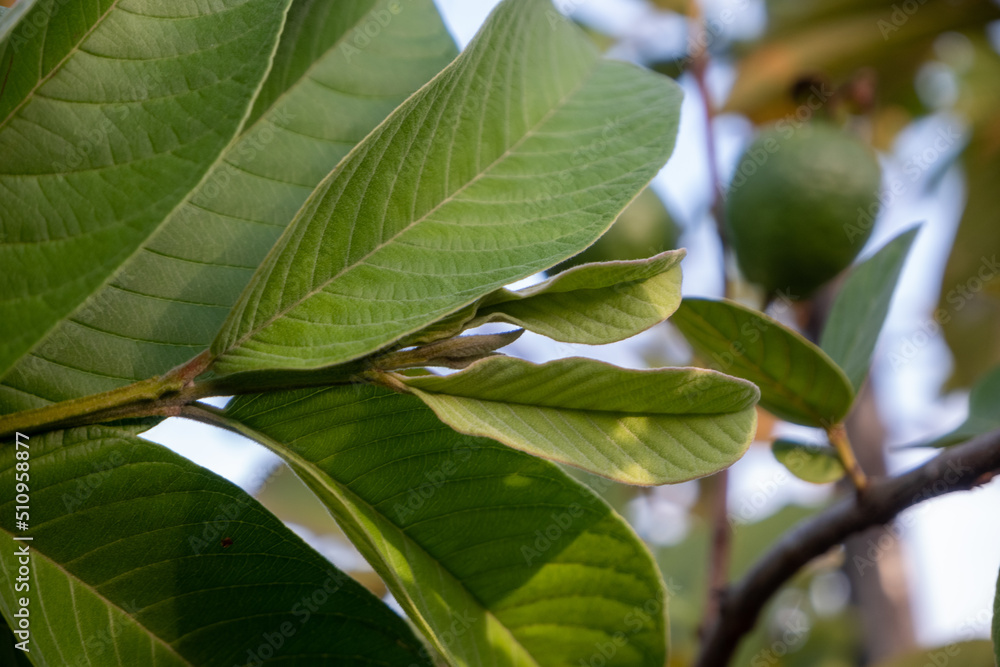 selective focus on guava leaf shoots which are useful as traditional herbal medicines to treat diarrhea, lower cholesterol and to relieve coughs and colds selective focus on guava leaf shoots which are useful as traditional herbal medicines to treat diarrhea, lower cholesterol and to relieve coughs and colds