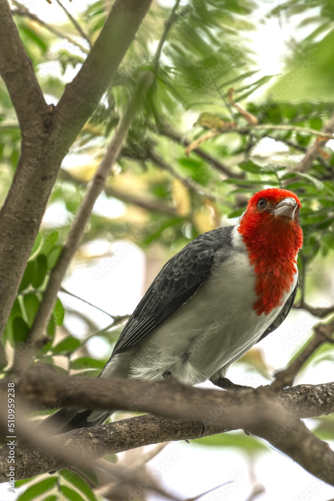 Red-crested cardinal. Paroaria coronata Red-crested cardinal. Paroaria coronata