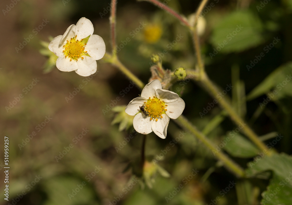 Strawberry flowers in spring near the surface of the earth. Strawberry flowers in spring near the surface of the earth.