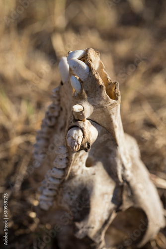 The skull of a young, wild boar. Animal bones.