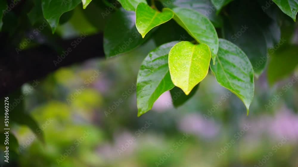 雨に濡れる柿の葉 雨に濡れる柿の葉