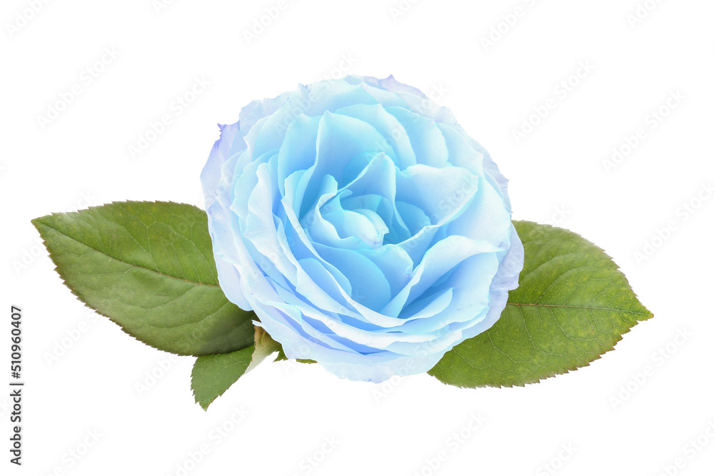 Beautiful blue rose on white background