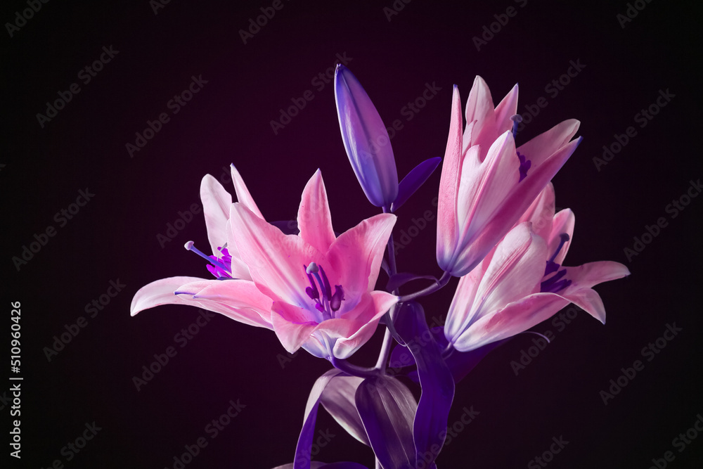 Bouquet of beautiful lily flowers on dark background