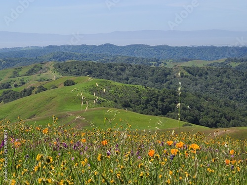 Green rolling hills and poppy meadows at Las Trampas Wilderness near San Francisco, California