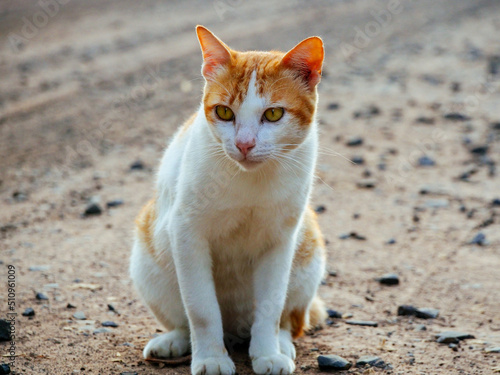 cute white orange cat playing in the field
