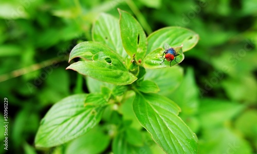 Flies perched on green leaves. Flies have a mobile head, with a pair of large compound eyes, and mouthparts designed for piercing and sucking