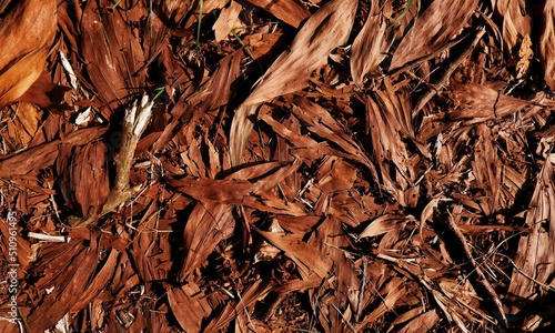 Dry leaves on the tropical forest ground. Fall and nature withering concept. Nature background