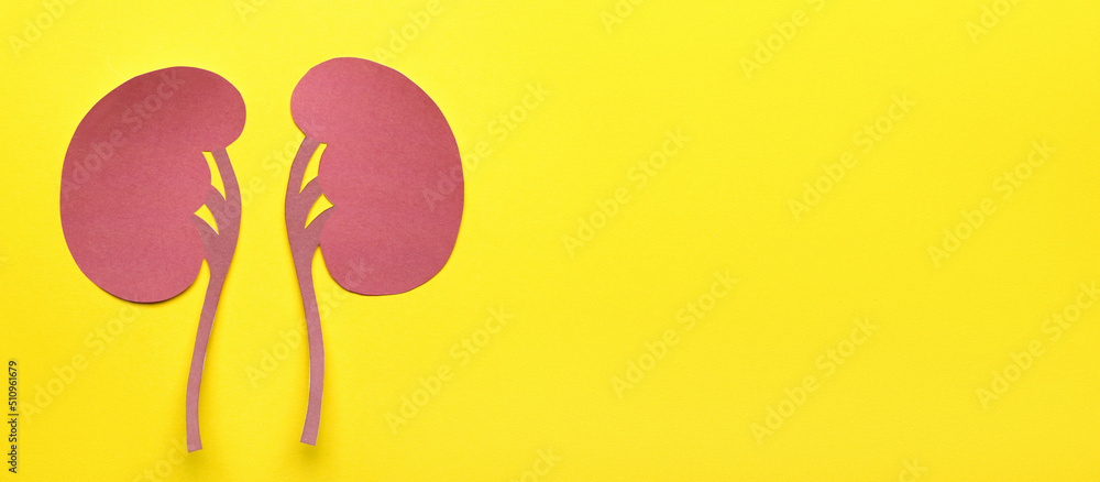 Fototapeta premium Paper kidneys on yellow background with space for text