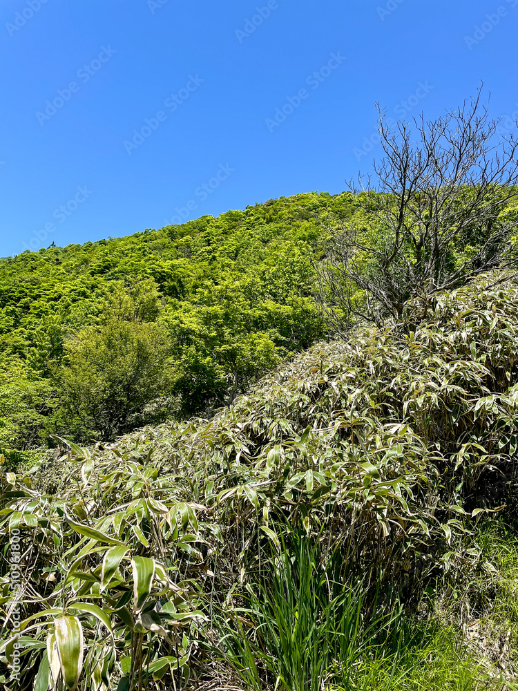 Fototapeta premium 竜ヶ岳から見る富士山
