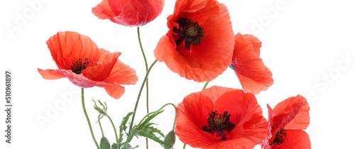 Beautiful red poppy flowers on white background. Banner for design