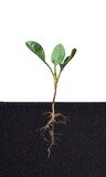 Growing plant with underground root visible,Brassica oleracea, Phyllotreta crusiferae.
