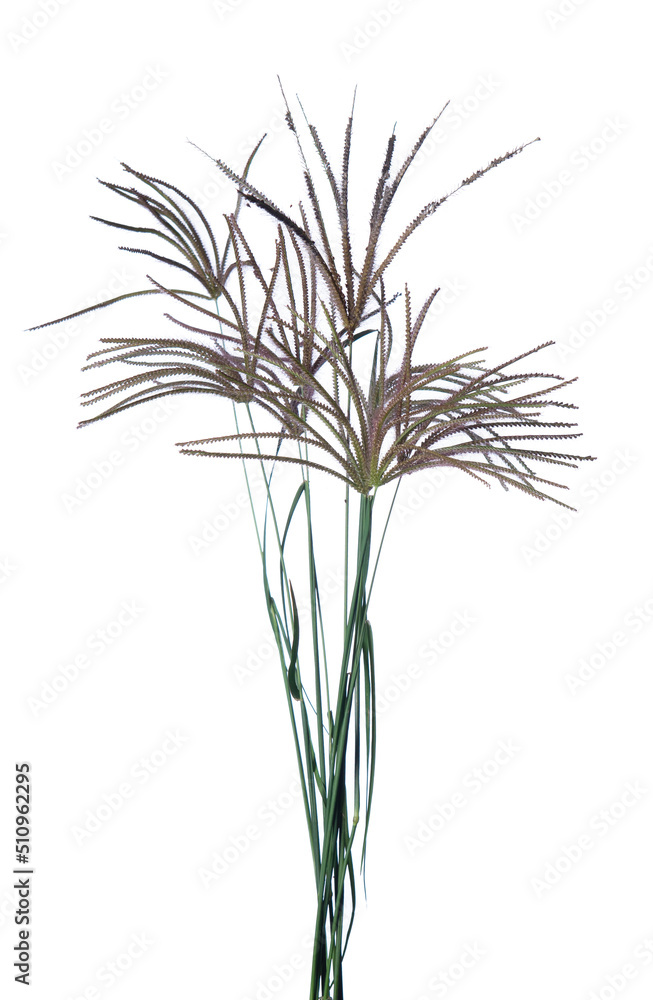Fototapeta premium Bunch of wild grass isolated on white background.