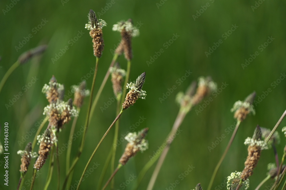 ヘラオオバコの花 ヘラオオバコの花