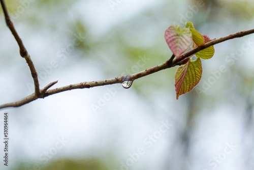 水滴とヤブデマリの若葉のコラボ情景＠戸隠、長野 photo
