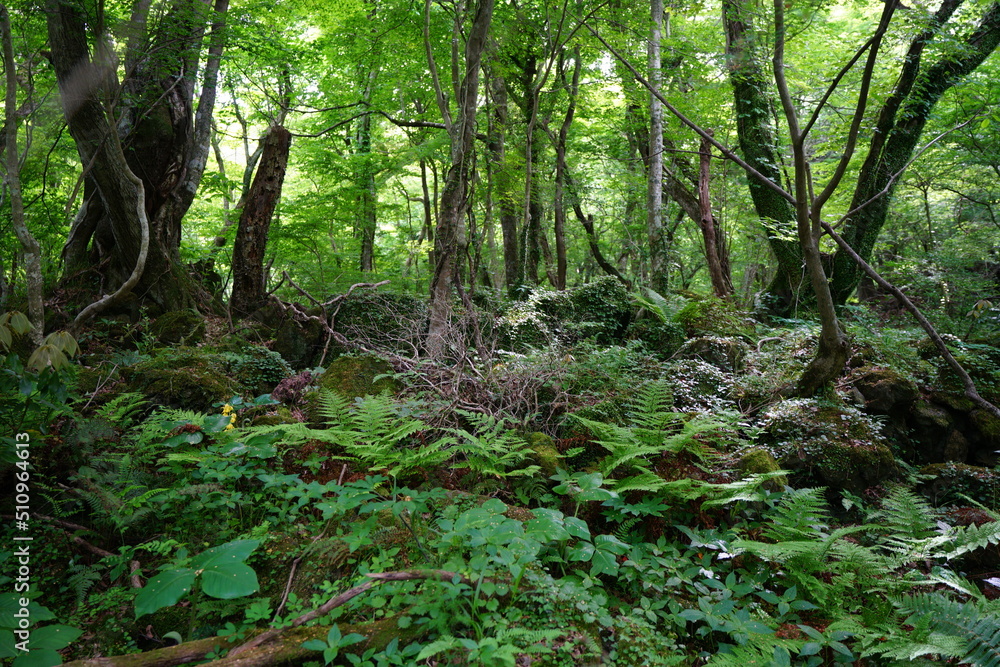 primeval forest in spring