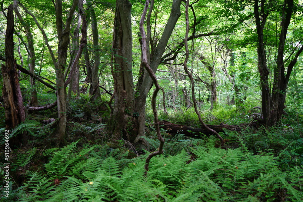 old trees and vines and fern in spring forest