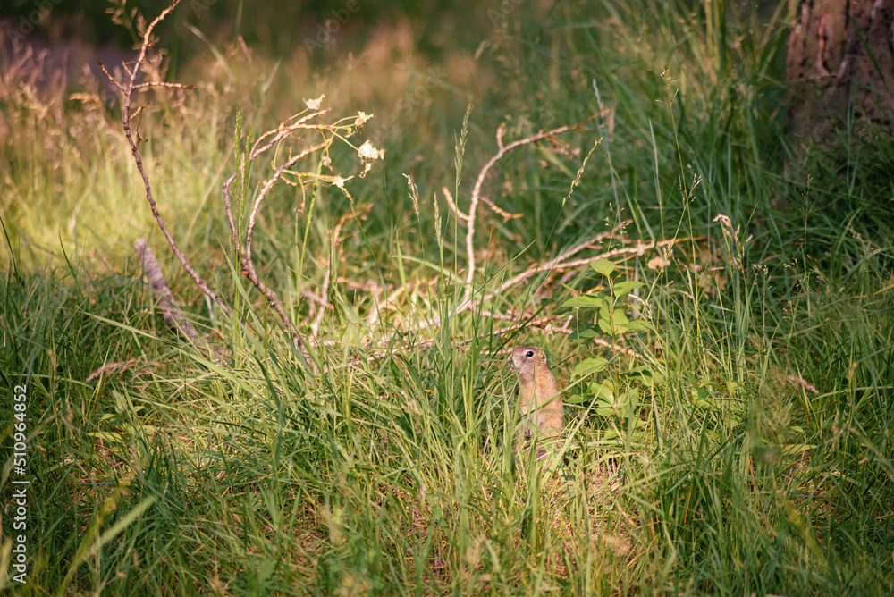 a small young gopher hid in the tall grass at sunset in the evening