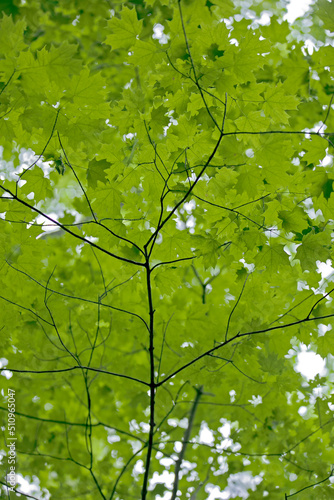 Veins of trees  light greens 