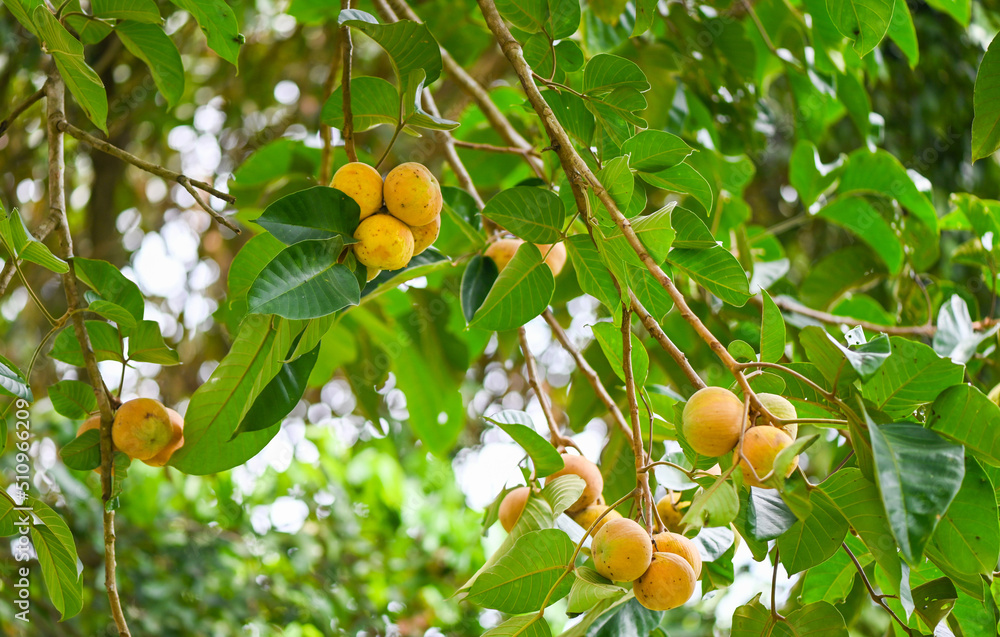 Santol fruit on summer in Thailand , ripe santol on the santol tree tropical fruit