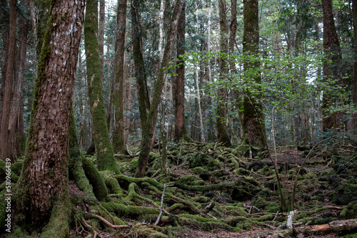 trees in the aokigahara forest © 敏治 荒川