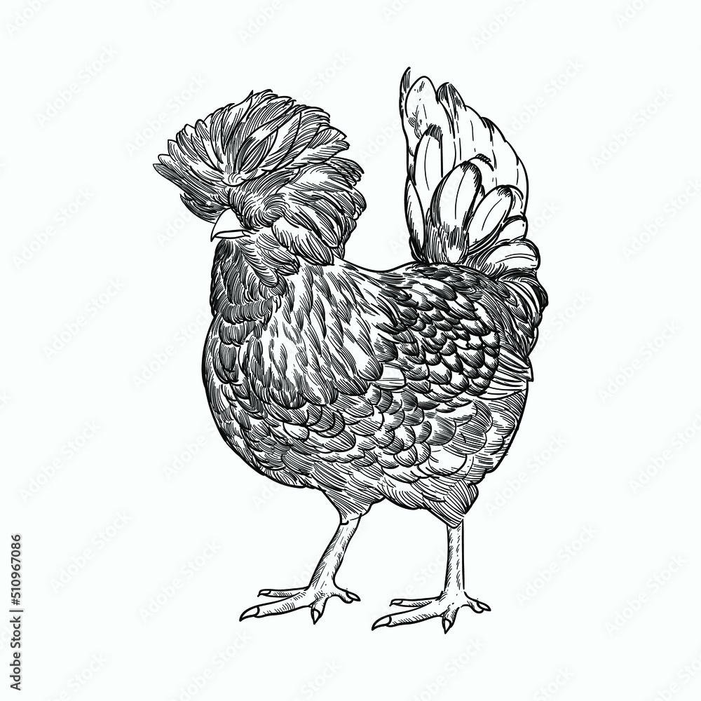 Vintage hand drawn sketch polish chickens - obrazy, fototapety, plakaty 