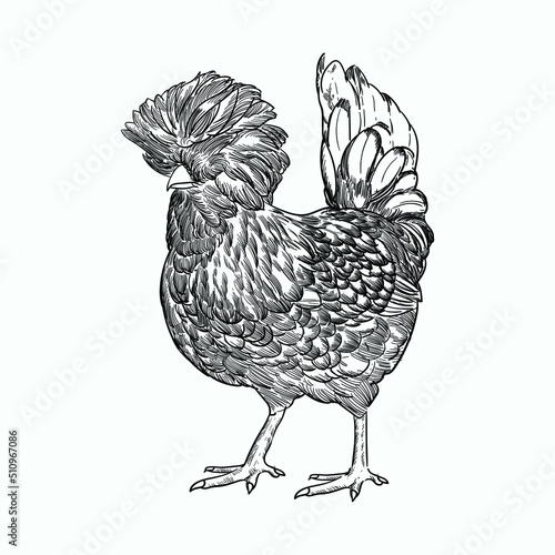 Vintage hand drawn sketch polish chickens