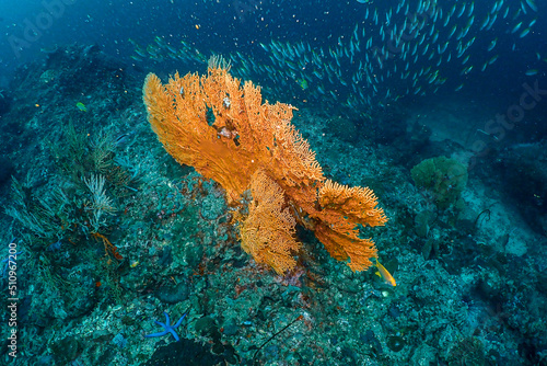 There are various forms under the deep sea. When diving, you can see small fish swimming around to create beautiful colors of the sea.