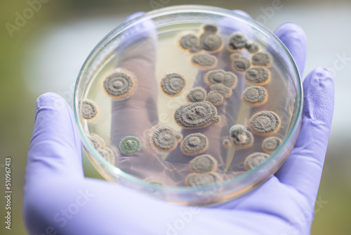 Backgrounds of Characteristics of Bacteria and Fungi for education in Microbiology laboratory.