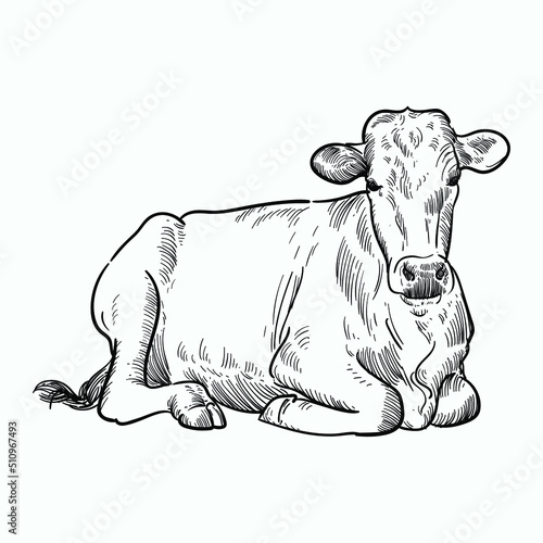 Vintage hand drawn sketch angus cattle 