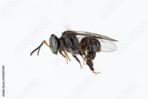 Characteristics  of  Honey bee and Stingless bee (Hymenoptera)  for education in laboratory. photo