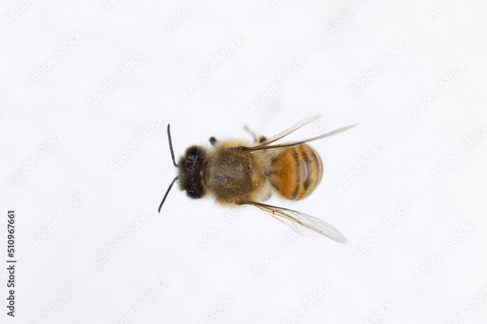 Characteristics of Honey bee and Stingless bee (Hymenoptera) for education in laboratory. Characteristics of Honey bee and Stingless bee (Hymenoptera) for education in laboratory.