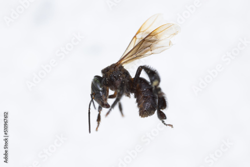 Characteristics  of  Honey bee and Stingless bee (Hymenoptera)  for education in laboratory. photo