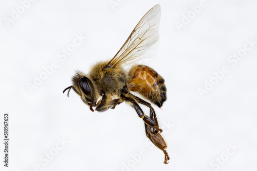 Characteristics  of  Honey bee and Stingless bee (Hymenoptera)  for education in laboratory. photo